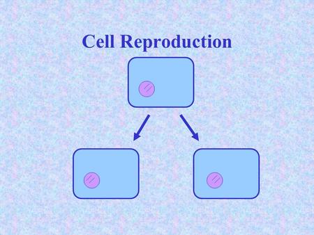 Cell Reproduction. Chromosome Structure  _DNA_ is a long, thin molecule that stores the information needed to direct the activities of cells.  Genes.
