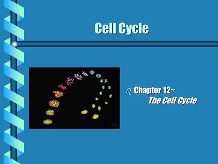 Cell Cycle b Chapter 12~ The Cell Cycle. Cell Division: Key Roles b Genome: cell’s genetic information b Somatic (body cells) cells b Gametes (reproductive.