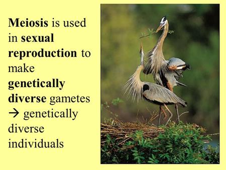 Meiosis is used in sexual reproduction to make genetically diverse gametes  genetically diverse individuals.