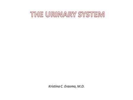Kristina C. Erasmo, M.D.. URINARY SYSTEM Kidneys (paired) Ureters (paired) Urinary bladder Urethra.