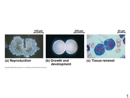 (a) Reproduction (b) Growth and development (c) Tissue renewal 100 µm