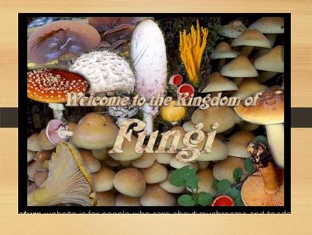 FUNGI. COMMON FUNGI EXAMPLES: Mushrooms, yeasts, molds, morels, bracket fungi, puff balls.