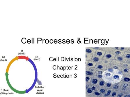 Cell Processes & Energy