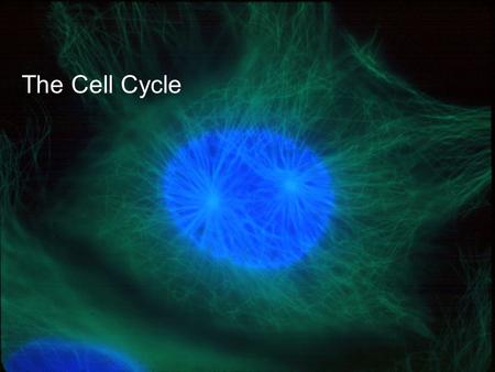 Copyright © 2005 Pearson Education, Inc. publishing as Benjamin Cummings The Cell Cycle.