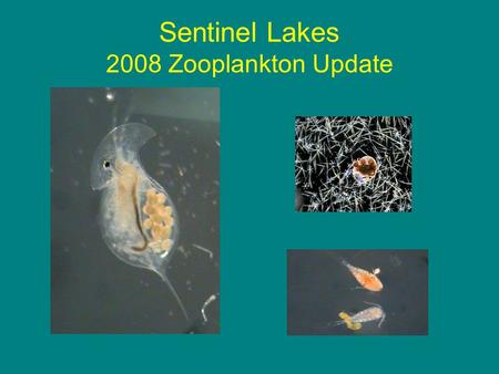 Sentinel Lakes 2008 Zooplankton Update. Field Sampling MPCA staff collected 363 zooplankton samples. All 24 lakes were sampled monthly from April/May.