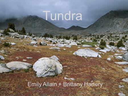 Tundra Emily Allain + Brittany Hartery. Location The tundra is the region in the farther northern hemisphere, most of it’s area being in Canada and Russia.