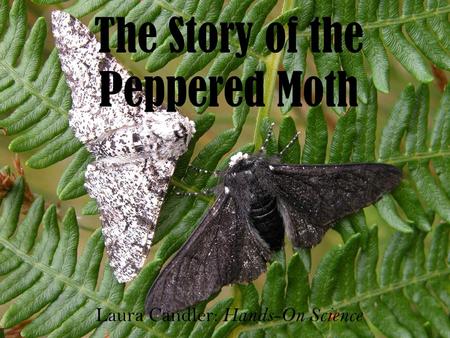 The Story of the Peppered Moth Laura Candler: Hands-On Science.