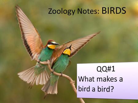 Zoology Notes: BIRDS. What is a bird? Basic Definition: – warm blooded vertebrates – feathers – two legs for walking/perching – front limbs modified into.