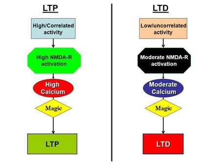 High/Correlated activity HighCalcium LTP Low/uncorrelated activity Moderate Calcium Calcium LTD LTD Magic High NMDA-R activation Moderate NMDA-R activation.