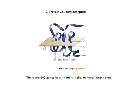 There are 800 genes in this family in the mammalian genome G-Protein Coupled Receptors.
