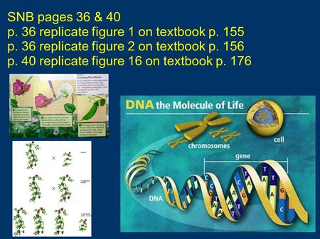 SNB pages 36 & 40 p. 36 replicate figure 1 on textbook p. 155 p. 36 replicate figure 2 on textbook p. 156 p. 40 replicate figure 16 on textbook p. 176.