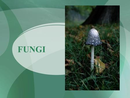 FUNGI. What are Fungi? Eukaryotic heterotrophs Cell walls made of chitin Chitin: found in external skeletons of insects Mostly multicellular.