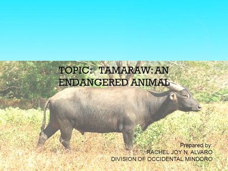 TOPIC: TAMARAW: AN ENDANGERED ANIMAL Prepared by: RACHEL JOY N. ALVARO DIVISION OF OCCIDENTAL MINDORO.