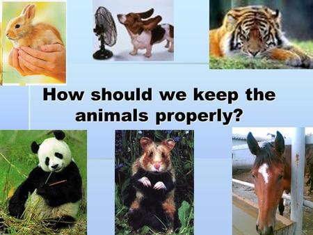 How should we keep the animals properly?. [әe][әe][әe][әe]  a cat.