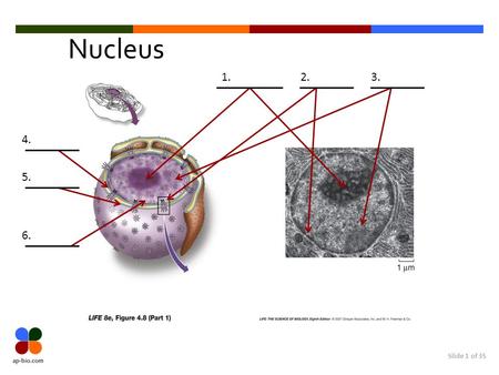 Slide 1 of 35 Nucleus 1.2.3. 4. 5. 6.. Slide 2 of 35 Nucleus (Answers) 1. Nucleolus 2. Nuclear Pore3. Chromatin 4. Inner Nuclear Membrane 5. Outer Nuclear.