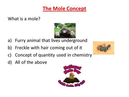 The Mole Concept What is a mole? a)Furry animal that lives underground b)Freckle with hair coming out of it c)Concept of quantity used in chemistry d)All.