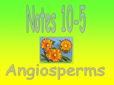 1.) Gymnosperms 2.) Angiosperms The flower helps the plant to reproduce.
