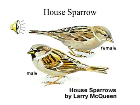 House Sparrow Vesper Sparrow Song Sparrow Harris Sparrow.