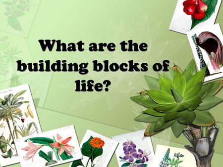 What are the building blocks of life?. As you view the photographs, think about what makes up living things?