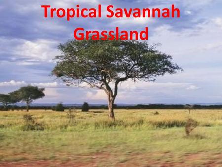 Tropical Savannah Grassland. Key Features of the Tropical Savanna Biome This tropical biome develops where the climate provides one or two wet seasons.