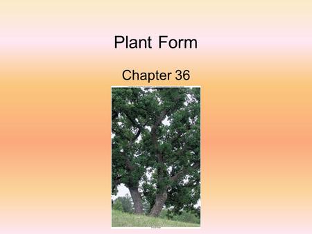 Plant Form Chapter 36.