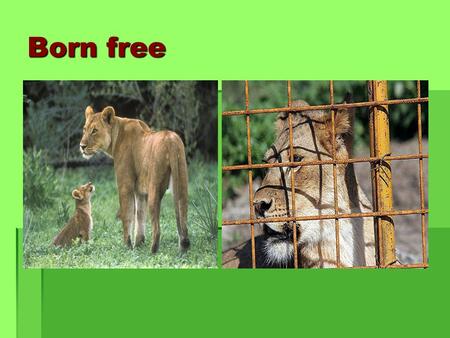 Born free. Wild animals alligator camel penguins giraffe black bear monkey.