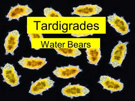 Tardigrades Water Bears. Tardigrade – Water Bear A tardigrade is a member of an obscure group of invertebrates (Tardigrada) located between the nematodes.