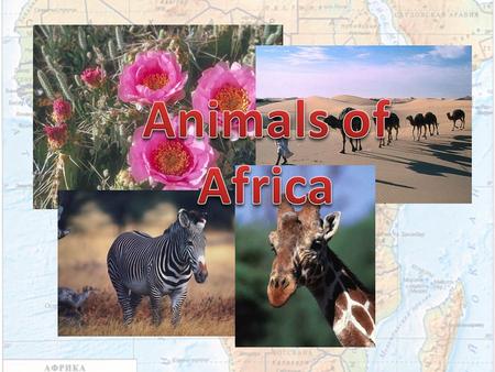 There are four natural zones in Africa. Wet equatorial forests Savannahs and rare forests Deserts and semi deserts Tough evergreen forests A lot of different.