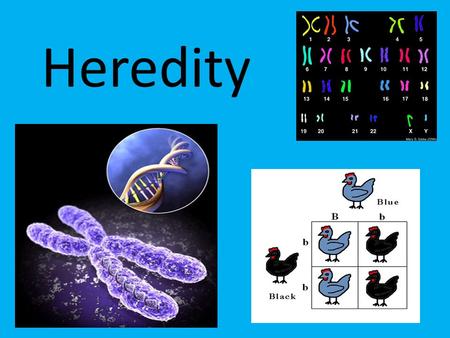 Heredity. What is heredity? Heredity is the passing of traits from parent to offspring. You inherit traits from your parents.