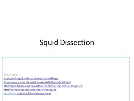 Squid Dissection Photo Credit: