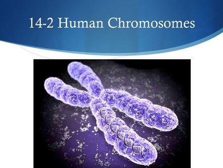 14-2 Human Chromosomes.