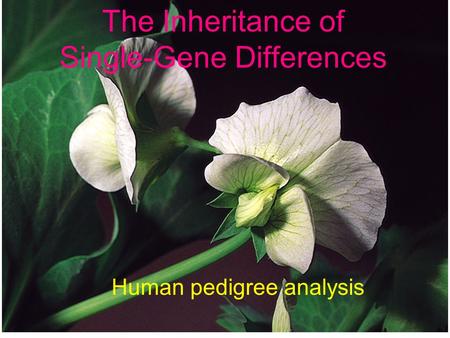 The Inheritance of Single-Gene Differences