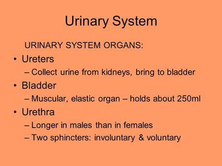 Urinary System URINARY SYSTEM ORGANS: Ureters –Collect urine from kidneys, bring to bladder Bladder –Muscular, elastic organ – holds about 250ml Urethra.