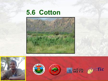 5.6 Cotton.