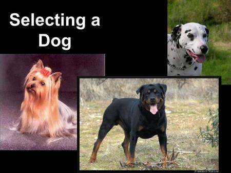 Selecting a Dog. Student Learning Objective List factors to consider when selecting a dog.