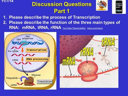 11/7/14 Discussion Questions Part 1 1. Please describe the process of Transcription 2. Please describe the function of the three main types of RNA: mRNA,