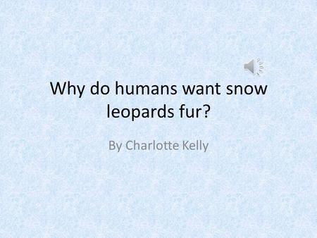 Why do humans want snow leopards fur? By Charlotte Kelly.