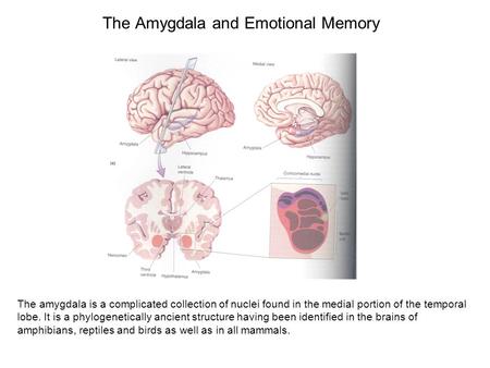 The Amygdala and Emotional Memory The amygdala is a complicated collection of nuclei found in the medial portion of the temporal lobe. It is a phylogenetically.