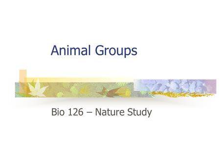 Animal Groups Bio 126 – Nature Study. Sponges Filter feeders Simplest animals No muscles, no nerves,brain Very flat, small in cool California waters Sessile.
