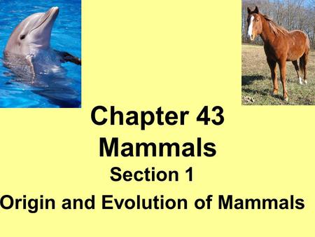 Chapter 43 Mammals Section 1 Origin and Evolution of Mammals.