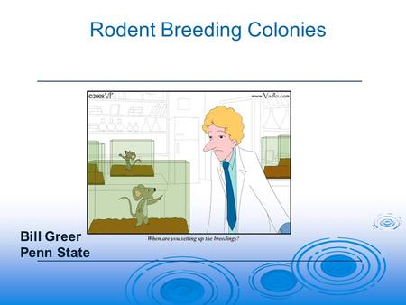 Rodent Breeding Colonies Bill Greer Penn State. The most Common Models  Colonies maintained by Animal Resources  Colonies are maintained by PI’s.