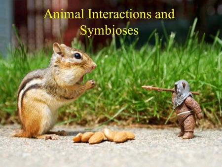 Animal Interactions and Symbioses. Predation Any animal that either totally or partly consumes a plant or other animal A “True Predator” kills.