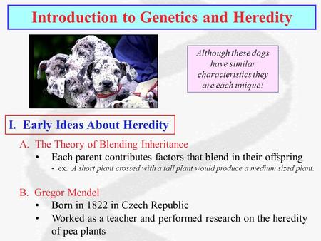 Introduction to Genetics and Heredity A. The Theory of Blending Inheritance Each parent contributes factors that blend in their offspring - ex. A short.