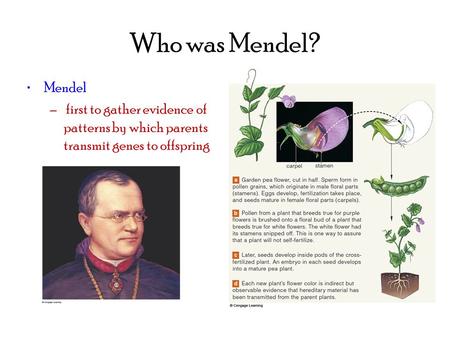 Who was Mendel? Mendel – first to gather evidence of patterns by which parents transmit genes to offspring.