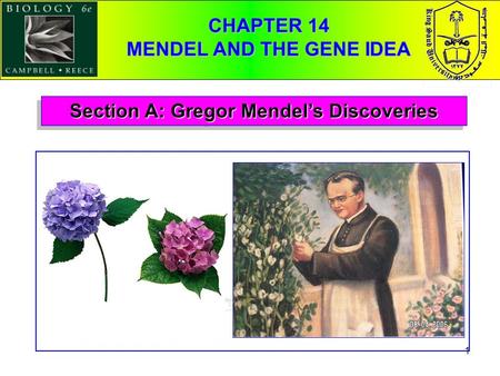 1 Section A: Gregor Mendel’s Discoveries CHAPTER 14 MENDEL AND THE GENE IDEA.
