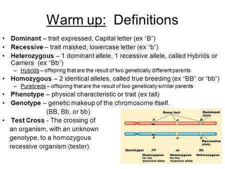 Warm up: Definitions Dominant – trait expressed, Capital letter (ex “B”) Recessive – trait masked, lowercase letter (ex “b”) Heterozygous – 1 dominant.
