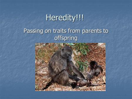 Heredity!!! Passing on traits from parents to offspring.