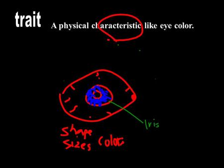 A physical characteristic like eye color.. A small part on a chromosome that controls a trait.