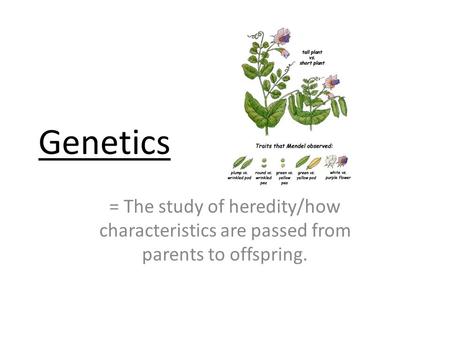 Genetics = The study of heredity/how characteristics are passed from parents to offspring.