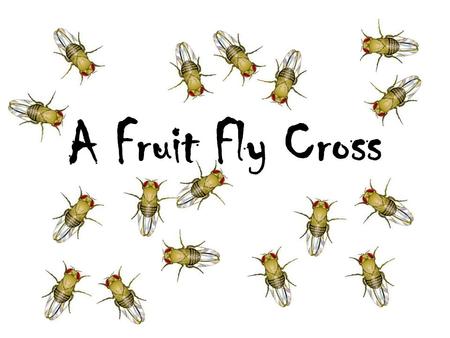 A Fruit Fly Cross. Background information A recessive mutant allele, black, causes a very dark body in fruit flies, Drosophila, when homozygous. The wild-type.